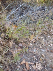 Eurybia radulina