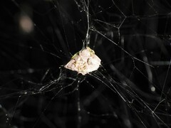 Metepeira labyrinthea