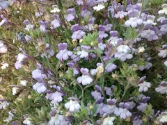 Chaenorhinum origanifolium