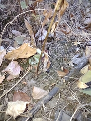 Eurybia radulina