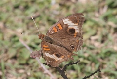 Junonia zonalis