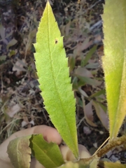Eurybia radulina