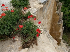 Papaver rhoeas