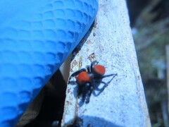 Phidippus cardinalis