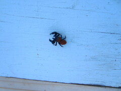 Phidippus cardinalis