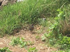 Gallirallus philippensis