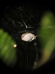 Metepeira labyrinthea