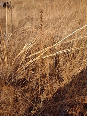 Bellardia viscosa