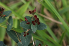 Hypericum virginicum