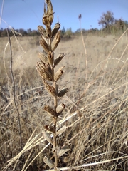 Bellardia viscosa