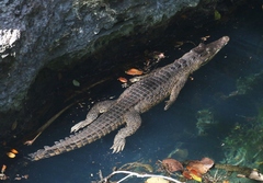 Crocodylus rhombifer