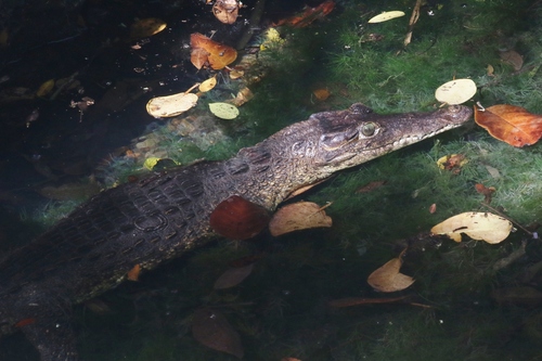 american-cuban-crocodile-hybrid-crocodylus-acutus-rhombifer