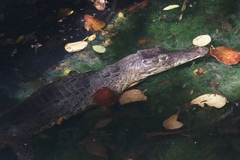 Crocodylus rhombifer