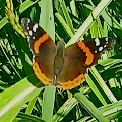 Vanessa atalanta