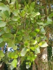 Ileostylus micranthus