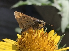 Hylephila phyleus