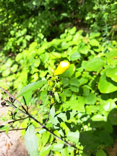 Smooth yellow false foxglove (Aureolaria flava)