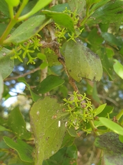 Ileostylus micranthus