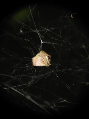 Metepeira labyrinthea