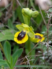 Ophrys lutea
