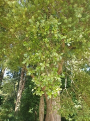 Ileostylus micranthus