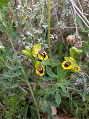 Ophrys lutea