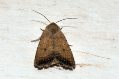 Caradrina montana