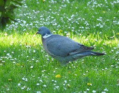 Columba palumbus
