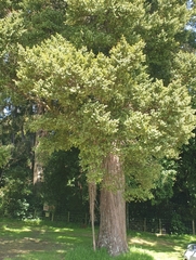 Ileostylus micranthus