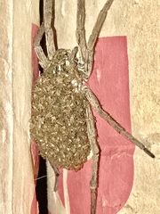 Tigrosa georgicola