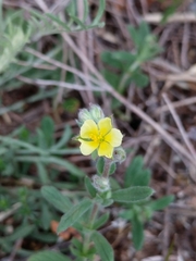 Helianthemum ledifolium