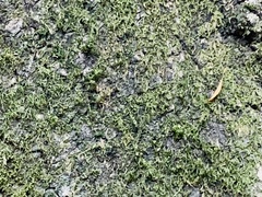 Lichinaceae