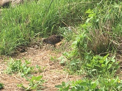 Gallirallus philippensis