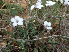 Linum suffruticosum