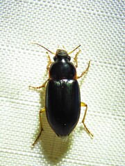 Notiobia terminata