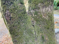 Lichinaceae