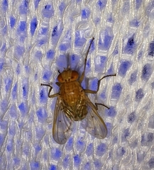 Ormia