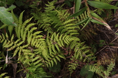 Thelypteris palustris