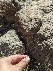 Muhlenbergia minutissima