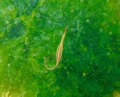 Stigmatopora nigra