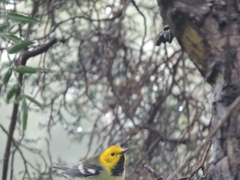 Setophaga occidentalis