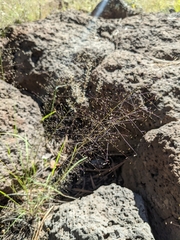 Muhlenbergia minutissima