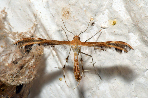 Gumweed Plume Moth photo 5