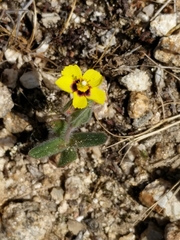 Tuberaria guttata