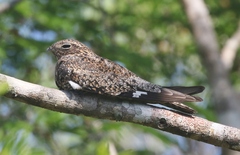 Chordeiles gundlachii