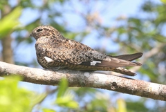 Chordeiles gundlachii