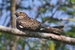 Chordeiles gundlachii