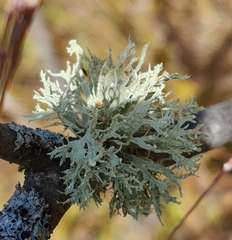 Ramalina americana