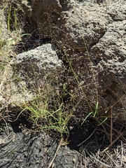 Muhlenbergia minutissima