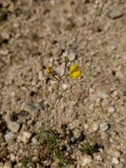 Linaria spartea